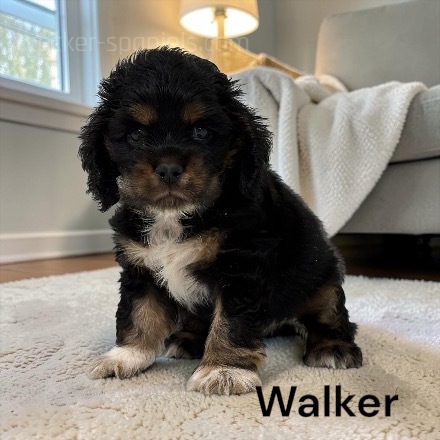 puppy, for, sale, Cocker Spaniel, Joe & Cherri  Overlease, dog, breeder, Miller, MO, dog-breeder, puppy-for-sale, forsale, nearby, find, puppyfind, locator, puppylocator, aca
